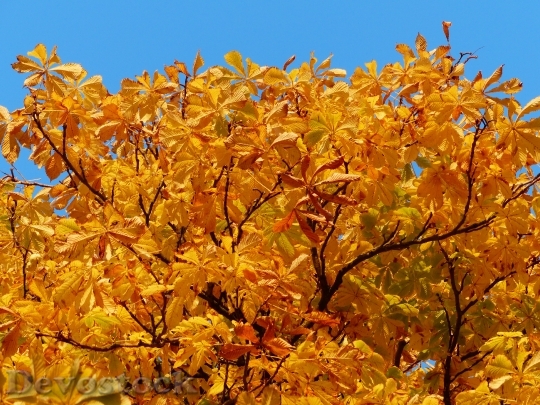 Devostock Fall Leaves Gold Autumn 0