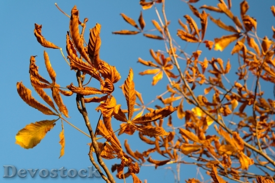 Devostock Fall Leaves Gold Autumn 3