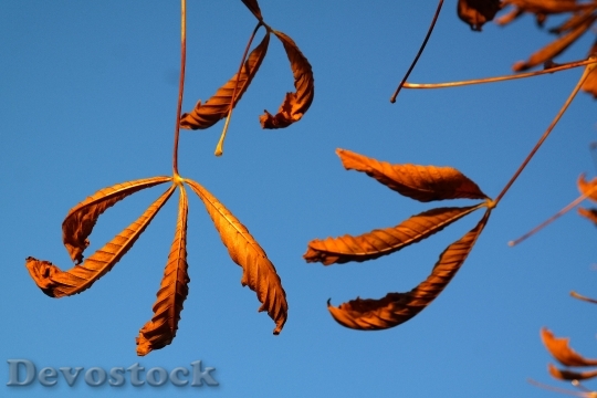 Devostock Fall Leaves Gold Autumn 5