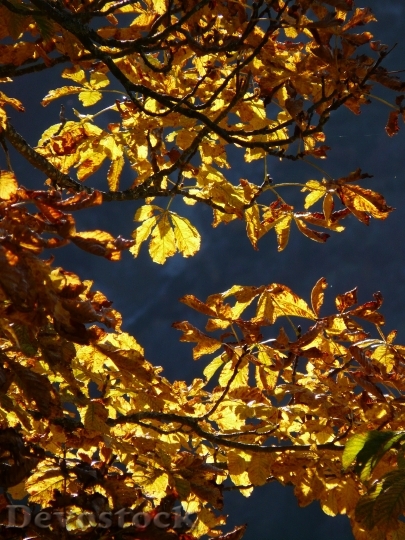 Devostock Fall Leaves Gold Autumn 6