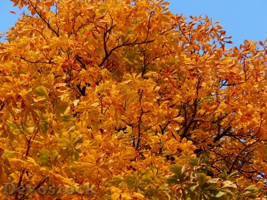 Devostock Fall Leaves Gold Autumn