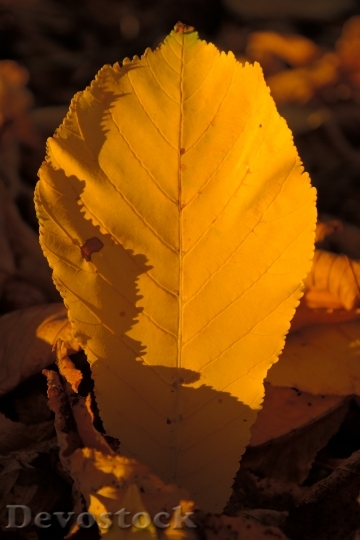 Devostock Fall Leaves Gold Chestnut
