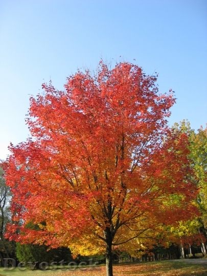 Devostock Fall Leaves Golden Autumn
