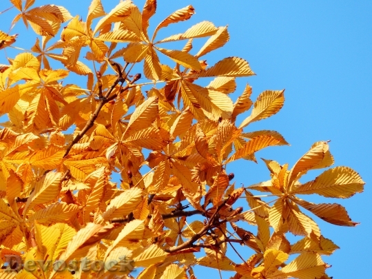 Devostock Fall Leaves Golden Rays 0
