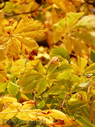 Devostock Fall Leaves Golden Rays 1
