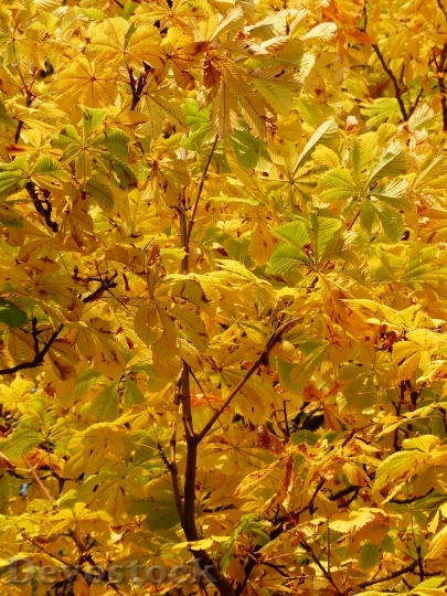 Devostock Fall Leaves Golden Rays 2