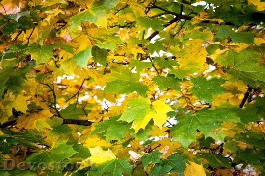 Devostock Fall Leaves Green Yellow