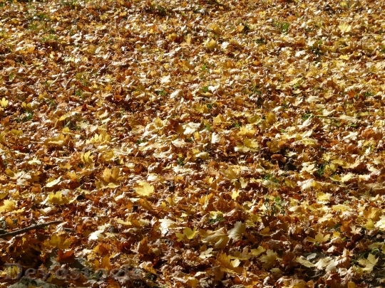 Devostock Fall Leaves Leaves Maple