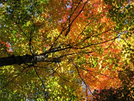 Devostock Fall Leaves Maple Sugar