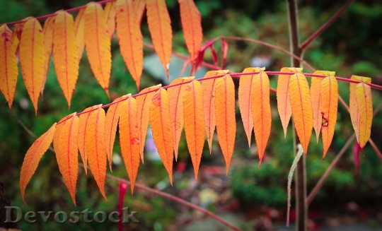 Devostock Fall Leaves Orange Leaves
