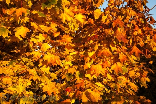 Devostock Fall Leaves Orange Yellow 0