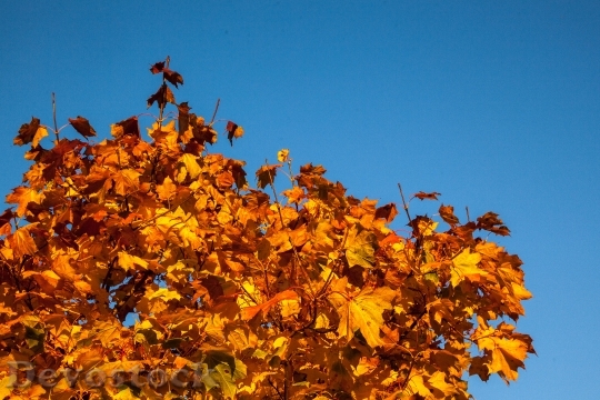 Devostock Fall Leaves Orange Yellow