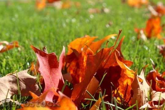 Devostock Fall Leaves Outdoor Autumn