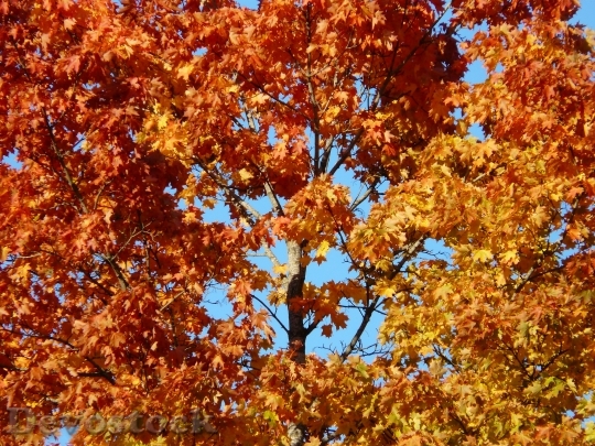 Devostock Fall Leaves Tree Maple