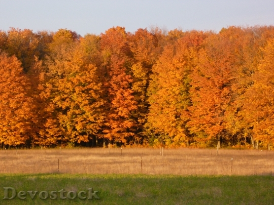 Devostock Fall Leaves Trees Orange