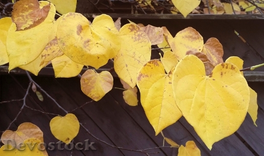 Devostock Fall Leaves Yellow Wood