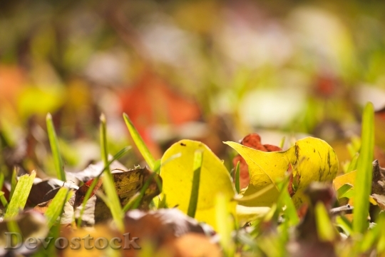Devostock Fall Nature Autumn Leaves