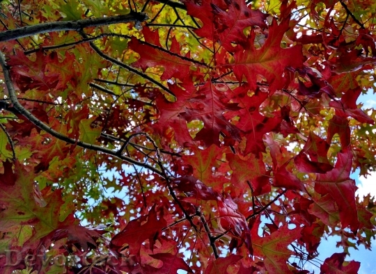 Devostock Fall Read Leaves Autumn
