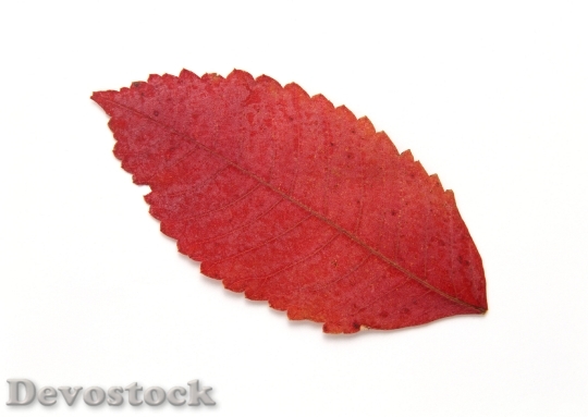 Devostock Fall Red Leaf