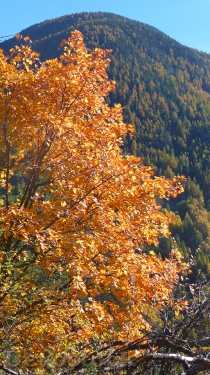 Devostock Fall Tree Color Foliage