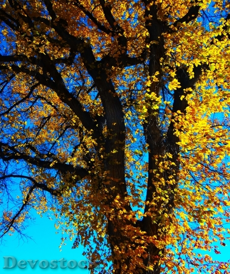 Devostock Fall Tree Leaves Nature