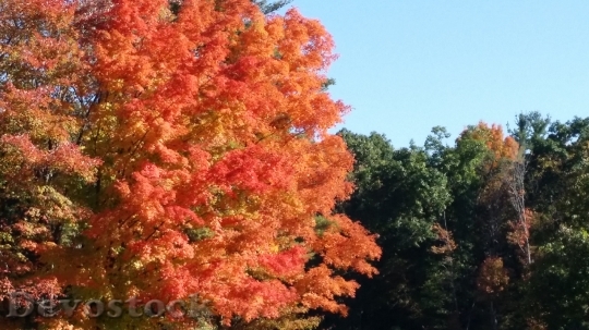Devostock Fall Tree Orange Outdoor