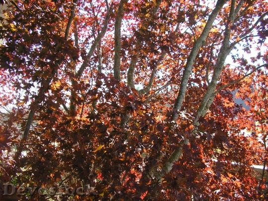 Devostock Fall Trees Leaves Plant