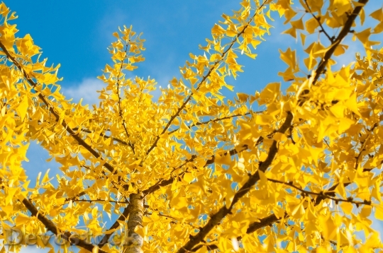 Devostock Fall Yellow Sky Nature