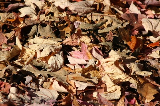 Devostock Fallen Leaves Autumn Forest