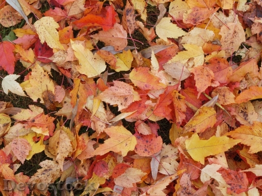 Devostock Fallen Leaves Autumn Yellow