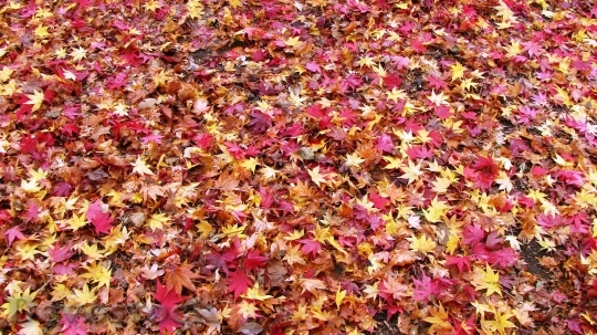 Devostock Fallen Leaves Fall Japan