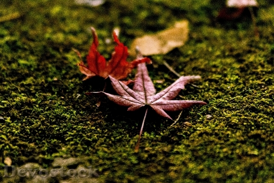 Devostock Fallen Leaves Moss Autumnal