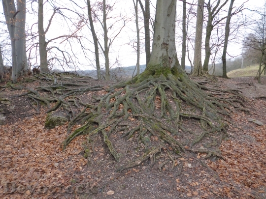 Devostock Farewell Forest Root Nature