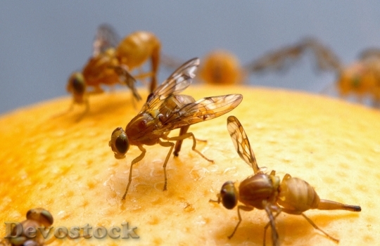 Devostock Female Mexican Fruit Fly