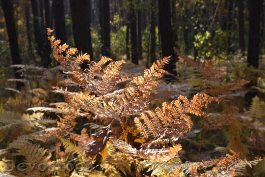 Devostock Fern Forest Dry Leaves
