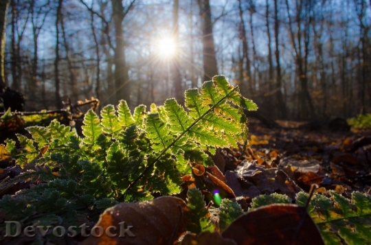 Devostock Ferns Forest Sun Leaves