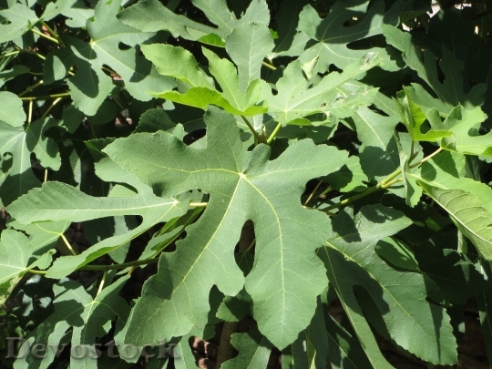 Devostock Ficus Carica Common Fig