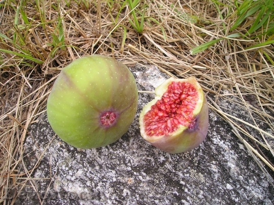 Devostock Ficus Fig Ficus Carica