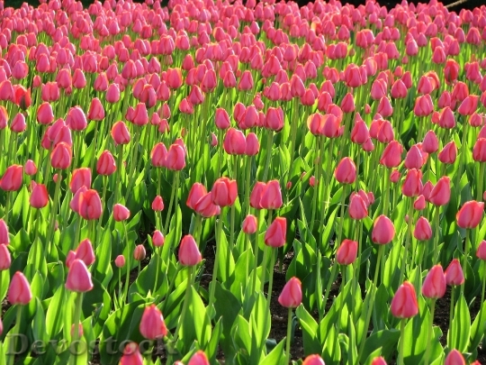 Devostock Field Pink Tulips Flowers