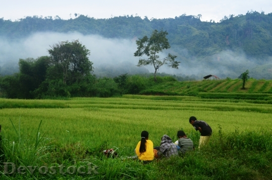 Devostock Field Rice Kids Mountains