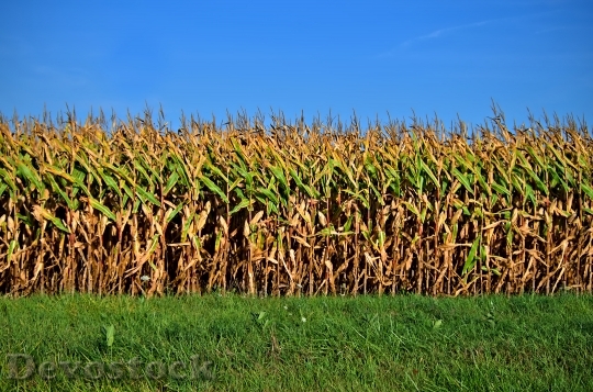 Devostock Fields Corn