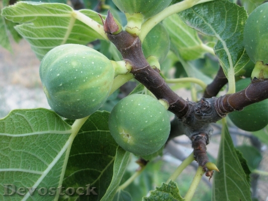 Devostock Fig Breva Higera Fruit