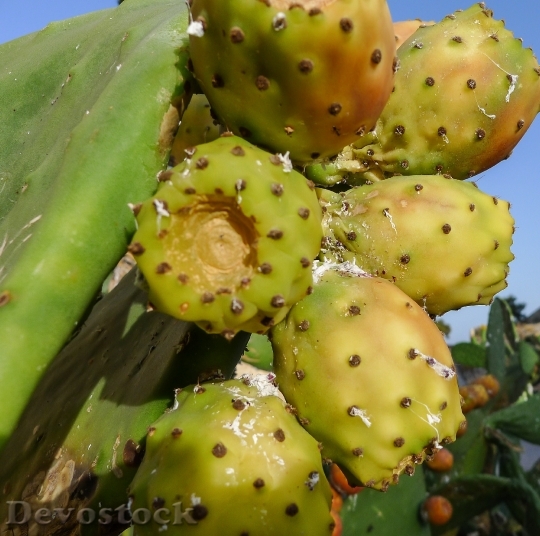 Devostock Fig Chumbo Fruit Market