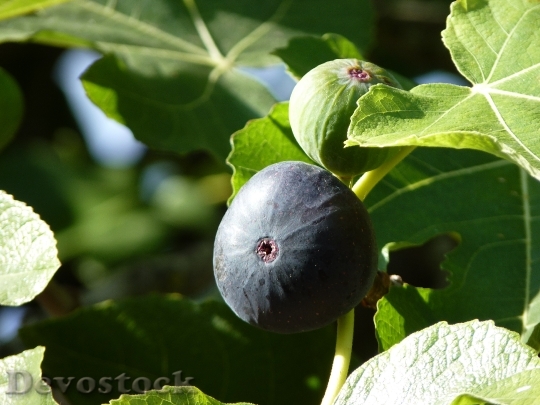Devostock Fig Close Fruit Plant