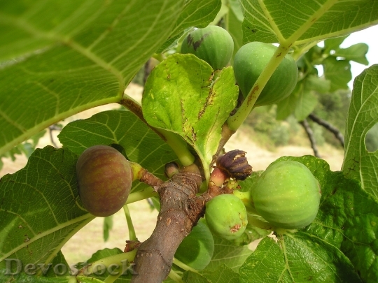 Devostock Fig Ficus Ficus Carica 0