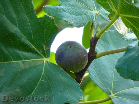 Devostock Fig Fig Fruit True 0