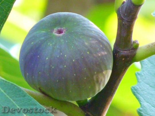 Devostock Fig Fig Fruit True