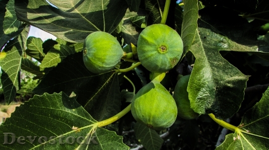 Devostock Fig Fig Tree Fruit 0