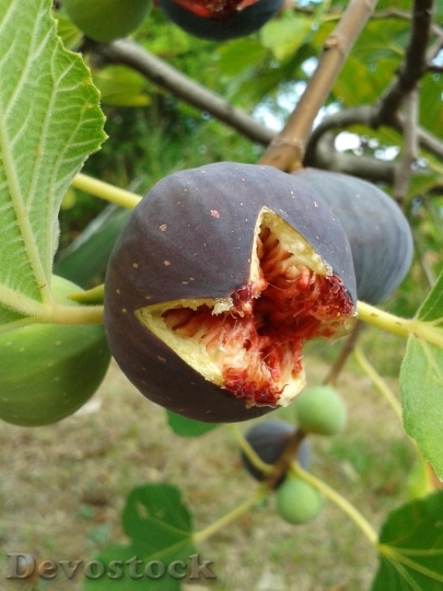 Devostock Fig Fig Tree Real 1