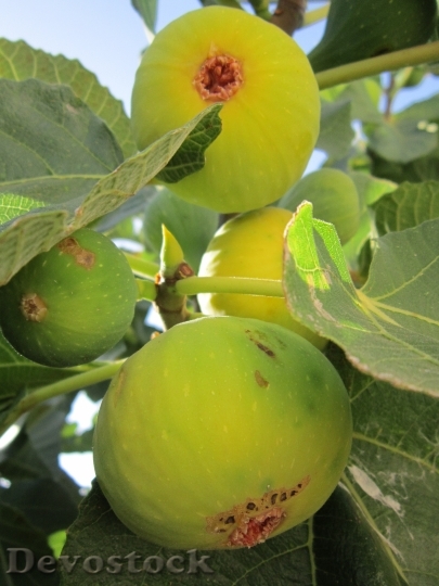 Devostock Fig Fig Tree Real 2
